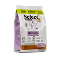 SELECT Gato adulto castrado